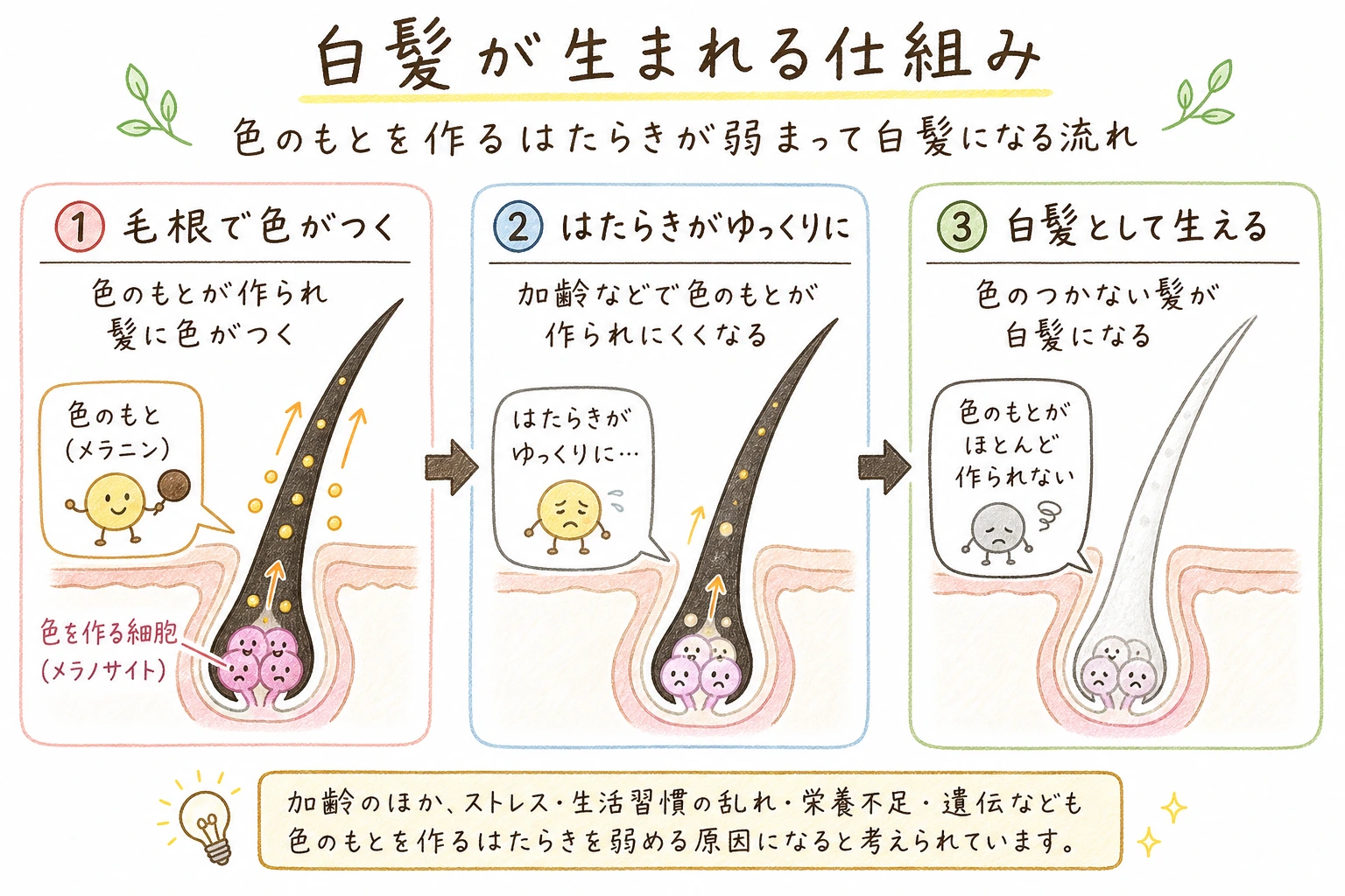 白髪が生まれる仕組み｜色のもとを作るはたらきが弱まって白髪になる流れ